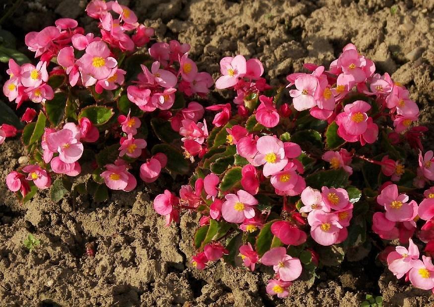 B. ‘Globe Rose’
